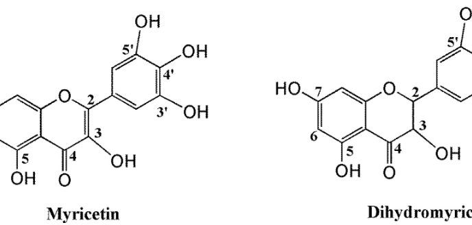 What is the Difference Between Dihydromyricetin and Myricetin.png